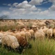 Niederlande Immobilien Zeeland